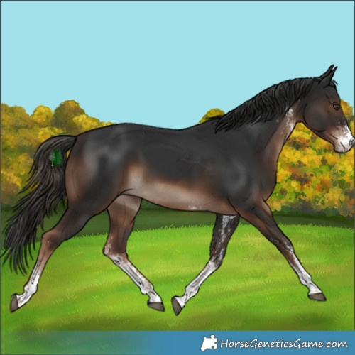 Horse Color:White Spotted Liver Chestnut Rabicano 