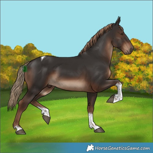 Horse Color:Liver Chestnut Tobiano