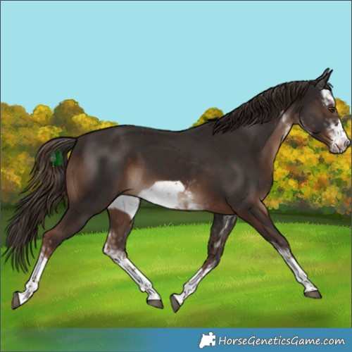 Horse Color:White Spotted Liver Chestnut Frame 