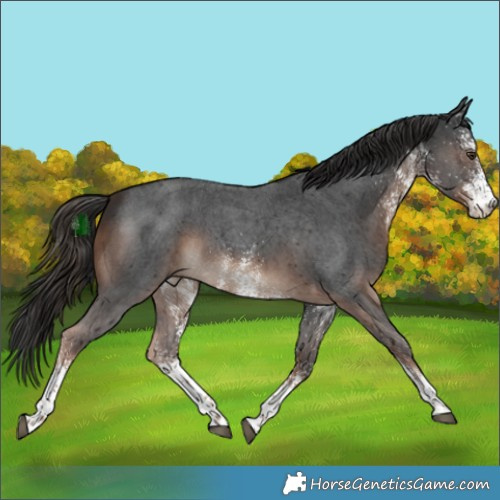 Horse Color:White Spotted Liver Chestnut 