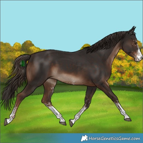 Horse Color:White Spotted Liver Chestnut 