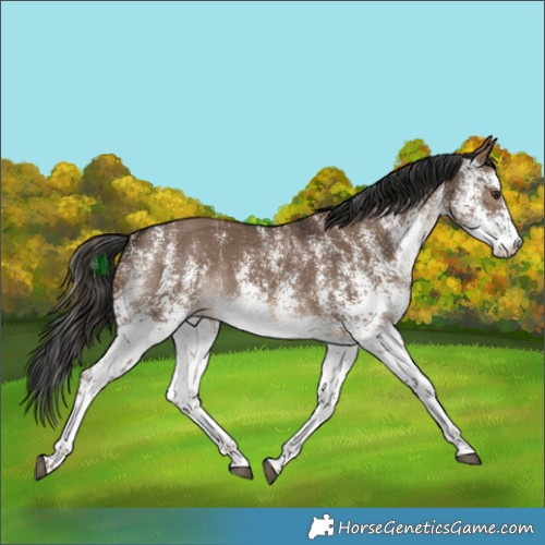 Horse Color:White Spotted Liver Red Dun Rabicano 