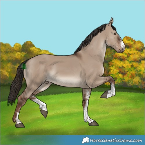 Horse Color:White Spotted Liver Red Dun Rabicano 