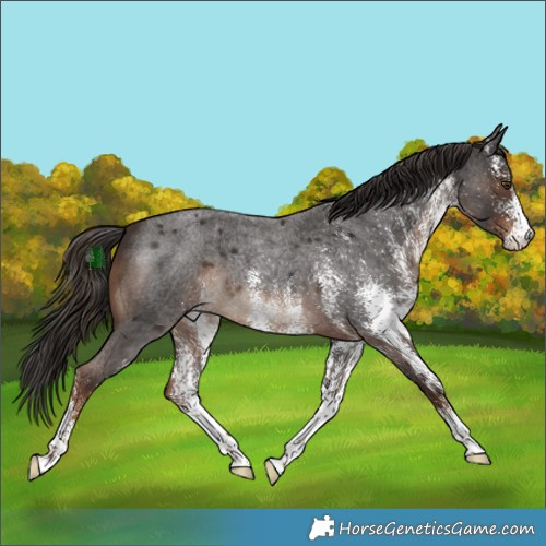 Horse Color:White Spotted Liver Red Roan 