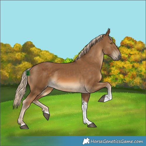 Horse Color:Chocolate Palomino Tobiano 