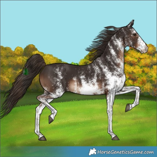 Horse Color:White Spotted Liver Chestnut