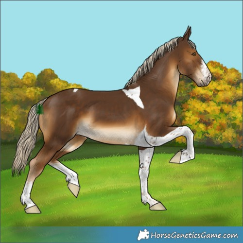 Horse Color:White Spotted Chocolate Palomino Tobiano