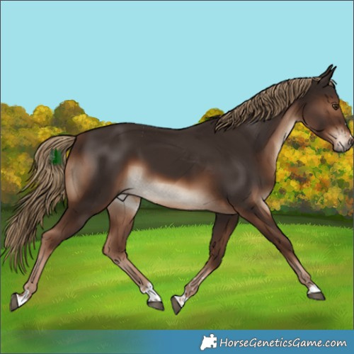 Horse Color:Liver Chestnut 