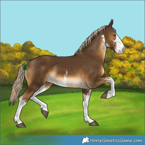 Horse Color:White Spotted Chocolate Palomino