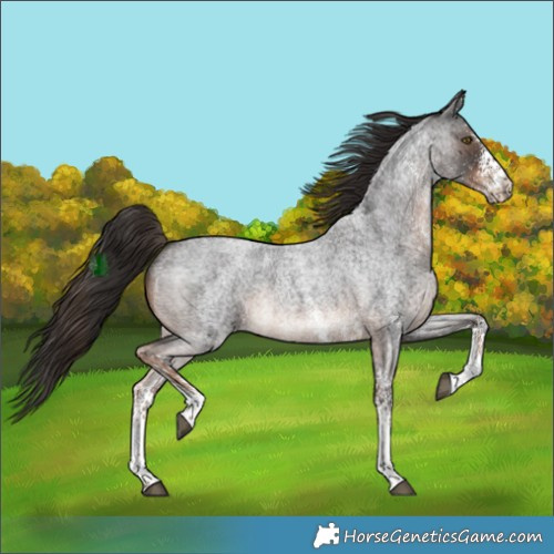 Horse Color:White Spotted Liver Red Roan