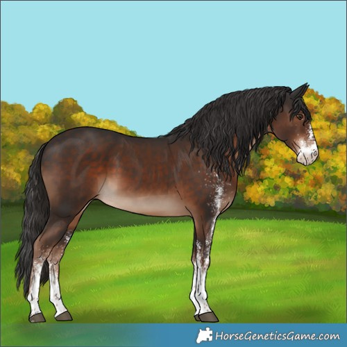Horse Color:White Spotted Liver Chestnut