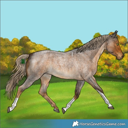 Horse Color:Chocolate Palomino Roan Tobiano 