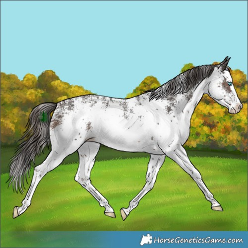 Horse Color:White Spotted Liver Chestnut Splash 
