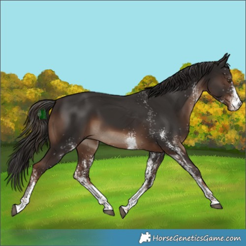 Horse Color:White Spotted Liver Chestnut