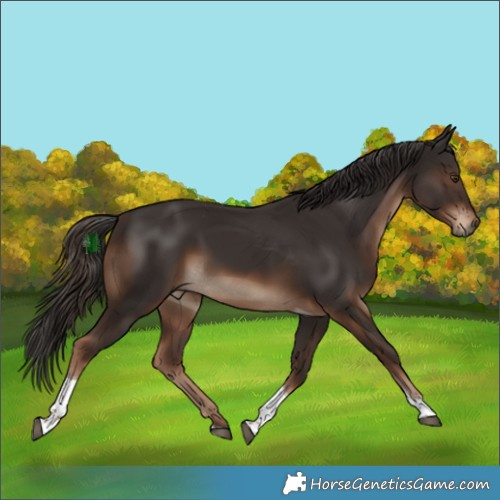 Horse Color:Liver Chestnut Tobiano