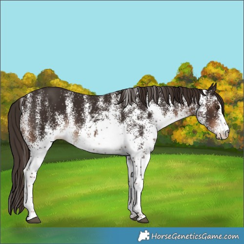 Horse Color:White Spotted Liver Chestnut 