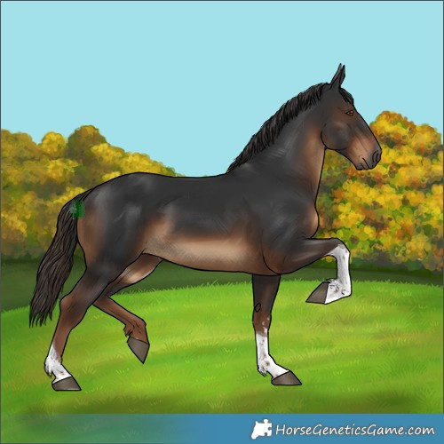 Horse Color:Gray Liver Chestnut Tobiano 