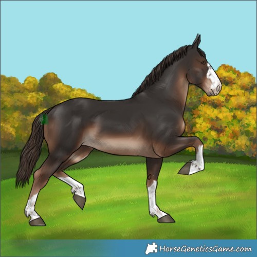 Horse Color:Liver Chestnut