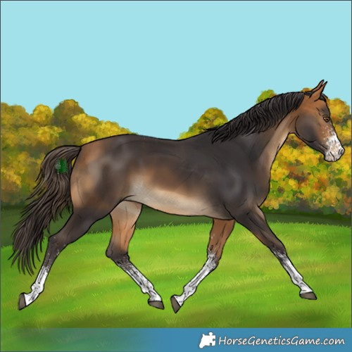 Horse Color:White Spotted Buckskin 