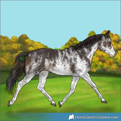 Horse Color:White Spotted Liver Chestnut 