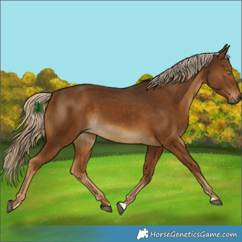 Horse Color:Chocolate Palomino 