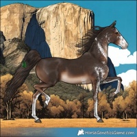 Horse Color:White Spotted Liver Chestnut
