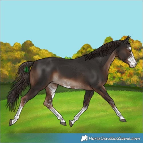 Horse Color:White Spotted Liver Chestnut 