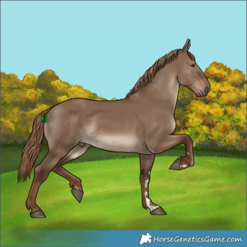 Horse Color:Liver Red Dun