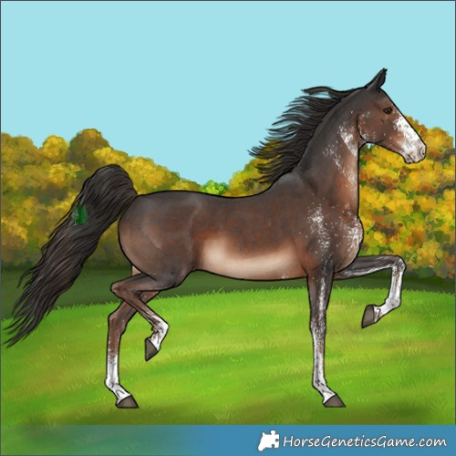 Horse Color:White Spotted Liver Chestnut 