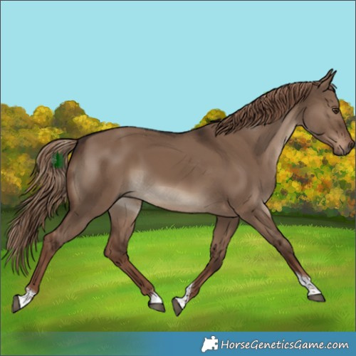 Horse Color:Liver Red Dun Tobiano 