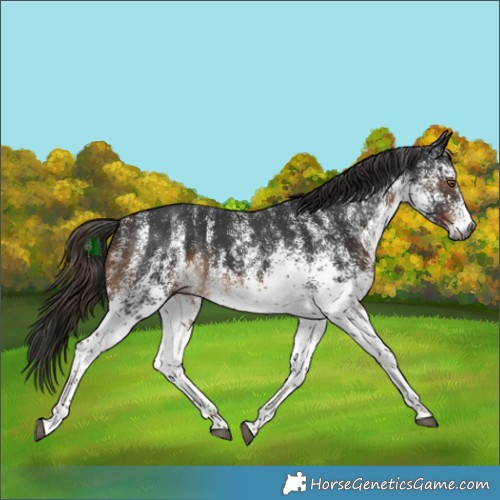Horse Color:Gray White Spotted Liver Chestnut 