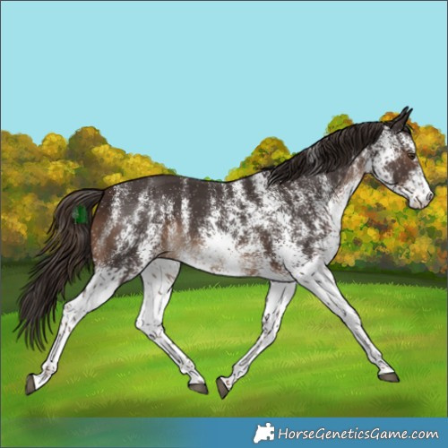 Horse Color:White Spotted Liver Chestnut 