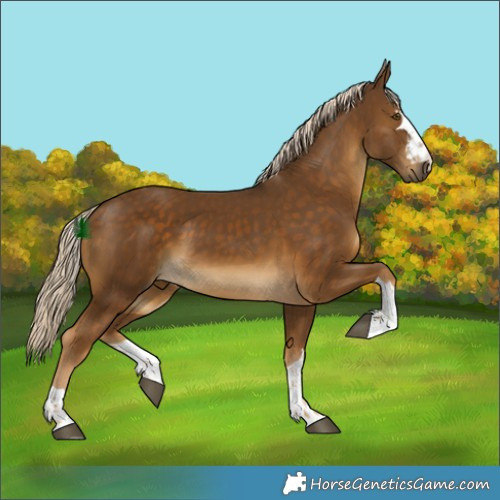 Horse Color:Chocolate Palomino 