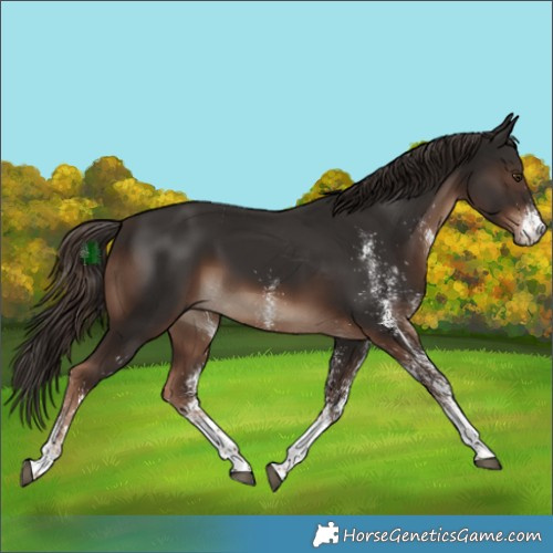Horse Color:White Spotted Liver Chestnut 