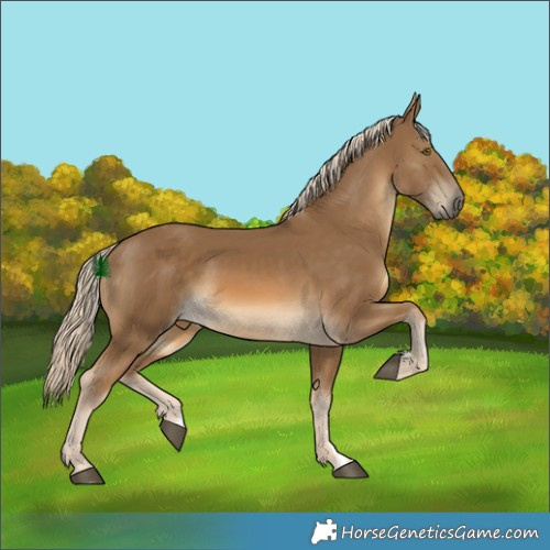 Horse Color:Chocolate Palomino 