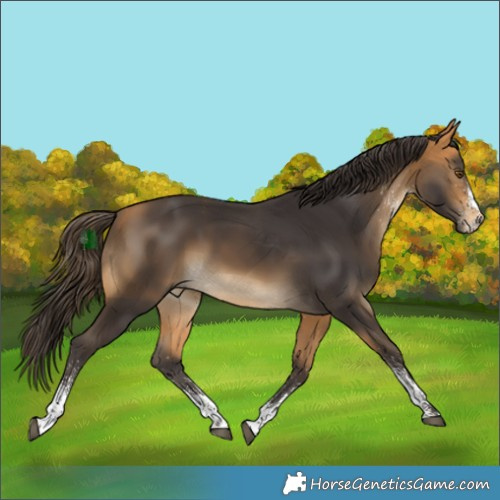 Horse Color:White Spotted Buckskin 