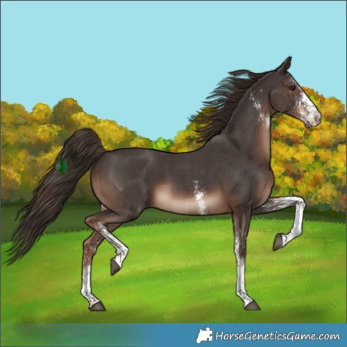 Horse Color:White Spotted Liver Chestnut 