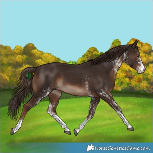 Horse Color:White Spotted Liver Chestnut 