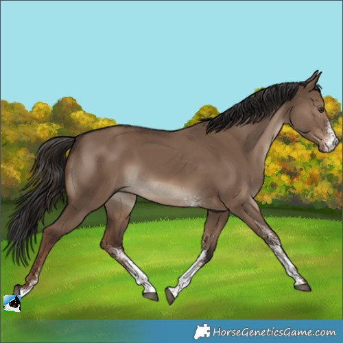 Horse Color:White Spotted Liver Red Dun Rabicano 