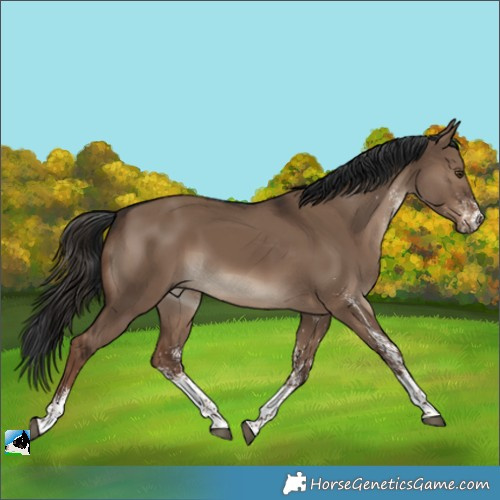 Horse Color:White Spotted Liver Red Dun Rabicano 
