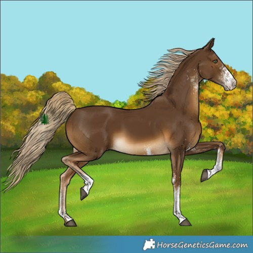 Horse Color:White Spotted Chocolate Palomino 