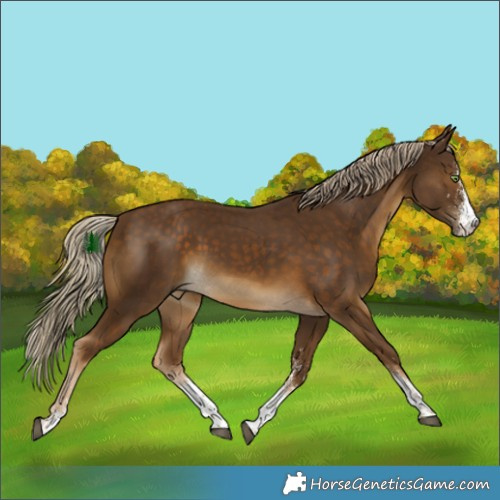 Horse Color:White Spotted Chocolate Palomino 