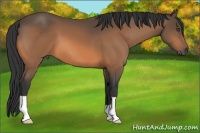 Horse Color:Buckskin 
