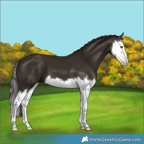 Horse Color:Liver Chestnut Splash 