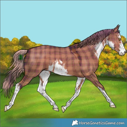 Horse Color:Plaid  White Spotted Liver Red Dun 