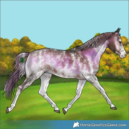 Horse Color:Liver Red Onyx Ice Sabino Rabicano 