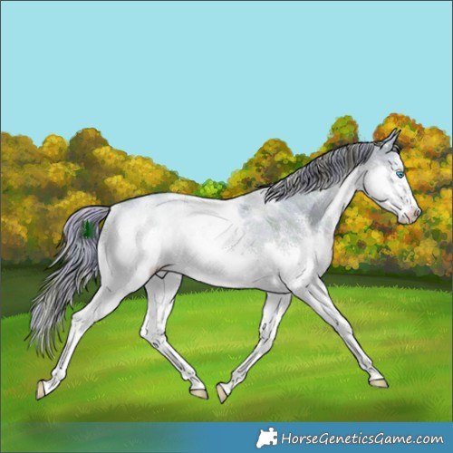 Horse Color:Watercolor Plaid  White Spotted Liver Red Dun Sabino Splash Rabicano 
