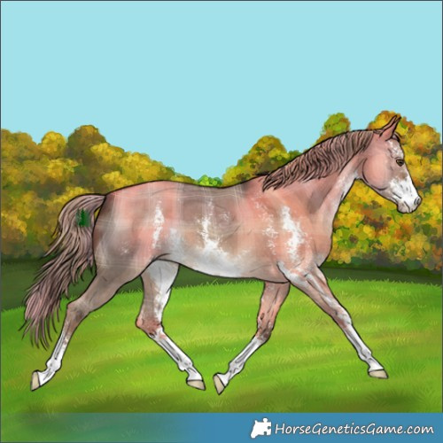 Horse Color:Plaid  Liver Red Dun Sabino 