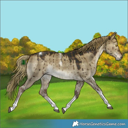 Horse Color:Plaid  Liver Red Dun Sabino Tobiano Brindle 