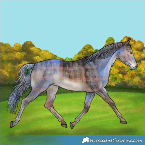 Horse Color:Plaid  Liver Red Dun Rabicano Brindle 